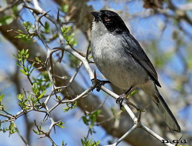 MONTERITA CABEZA NEGRA (Microspingus melanoleuca) - Abra de Castellanos - LAVALLEJA (Setiembre 2015)